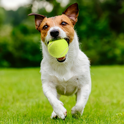 1.97-Inch 1.97inch 4pcs/6pcs/7/10/12/20pcs Small Dog Tennis Balls for Play and Training, Chew-Resistant Teething Pet Toys, High-Bounce Unbreakable Pet Balls