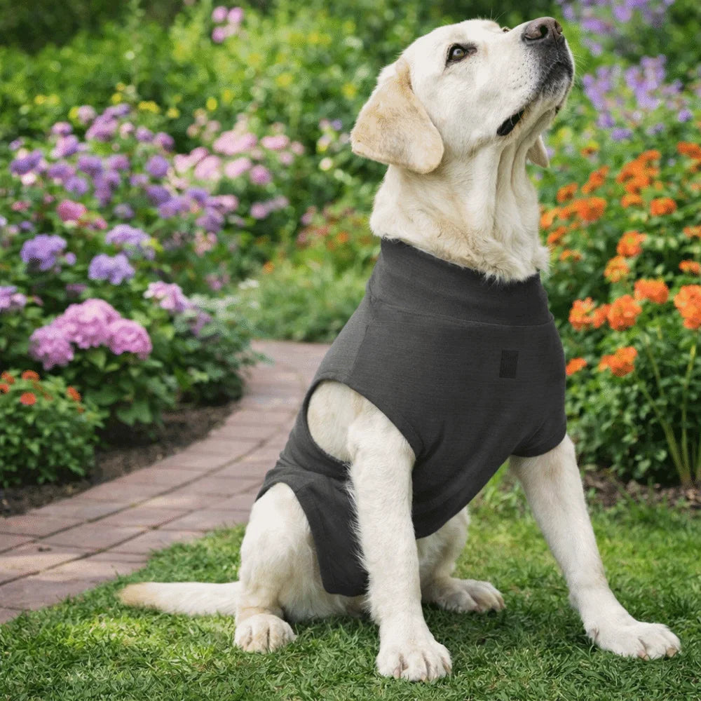 Adjustable Pet Physiological Clothing Soft Stretchy Dog Recovery Suit Sweat Absorption Reusable Dog Sanitary Jumpsuits