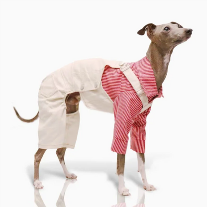 Pet Clothing Adjustable Blue Thin Denim Carrier Pants for Mid Dogs 4-legged Spring White Coat for Italy Greyhound Wellingtonian