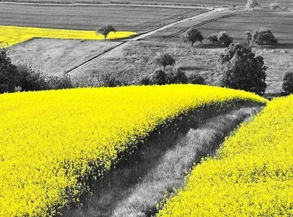 Black and White Europe Landscape Picture Home Decor Nordic Canvas Painting Wall Art Yellow Scenery Posters for Living Room Decor